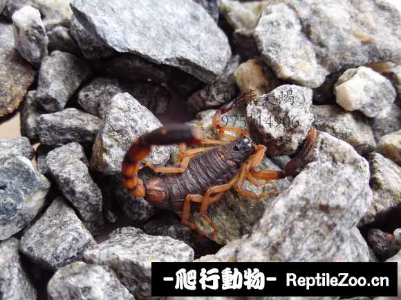 display_picture.php?url=http%3A%2F%2Fimgsa.baidu.com%2Fforum%2Fw%253D580%2Fsign%3D79517e03d32a283443a636036bb5c92e%2F6b599a99a9014c08770e46bb0d7b02087bf4f470.jpg