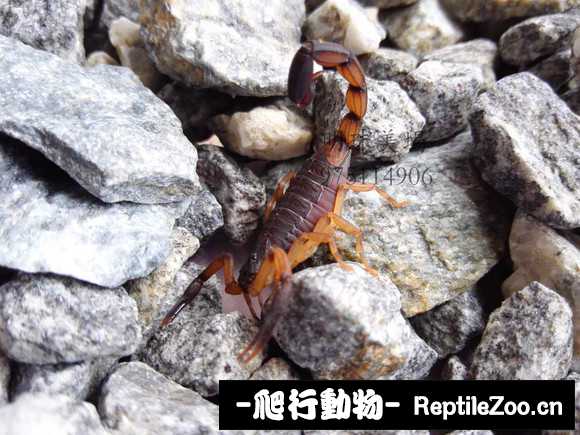 display_picture.php?url=http%3A%2F%2Fimgsa.baidu.com%2Fforum%2Fw%253D580%2Fsign%3D0cdae2b7ae014c08193b28ad3a7a025b%2F8dce2d2442a7d9332d6b8b6daa4bd11372f0016e.jpg