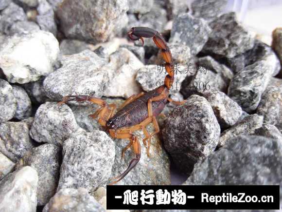 display_picture.php?url=http%3A%2F%2Fimgsa.baidu.com%2Fforum%2Fw%253D580%2Fsign%3D7ca4dcf8207f9e2f70351d002f30e962%2F2965b52bd40735fa3be220a799510fb30f24081f.jpg