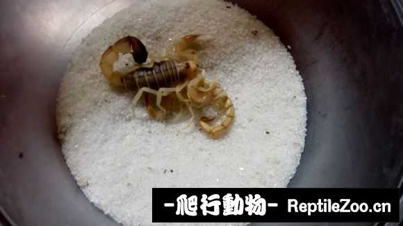 display_picture.php?url=http%3A%2F%2Fimgsa.baidu.com%2Fforum%2Fw%253D580%2Fsign%3D5afbf64e02e9390156028d364bec54f9%2F70629c096b63f6244d42776d8444ebf81a4ca33a.jpg