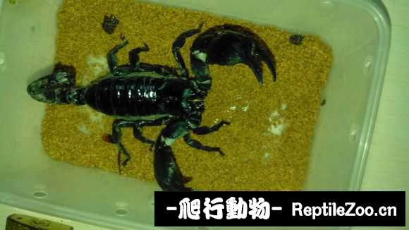 display_picture.php?url=http%3A%2F%2Fimgsa.baidu.com%2Fforum%2Fw%253D580%2Fsign%3Dde30756b12dfa9ecfd2e561f52d1f754%2F267269fbfbedab642fac5ab7f436afc378311e63.jpg