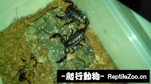 display_picture.php?url=http%3A%2F%2Fimgsa.baidu.com%2Fforum%2Fw%253D580%2Fsign%3Dd27614962c2eb938ec6d7afae56385fe%2F6985384c510fd9f951bb421e262dd42a2934a492.jpg