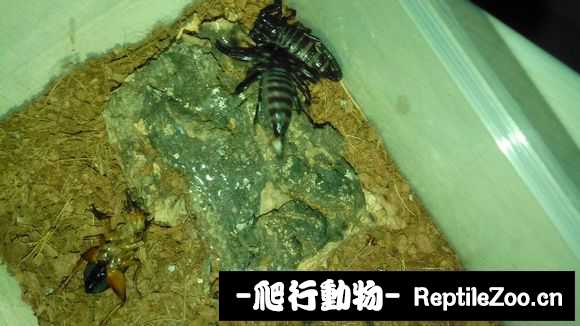 display_picture.php?url=http%3A%2F%2Fimgsa.baidu.com%2Fforum%2Fw%253D580%2Fsign%3Dd5bdb654b37eca80120539efa1229712%2F22912afa513d26973e42182a56fbb2fb4216d8b5.jpg