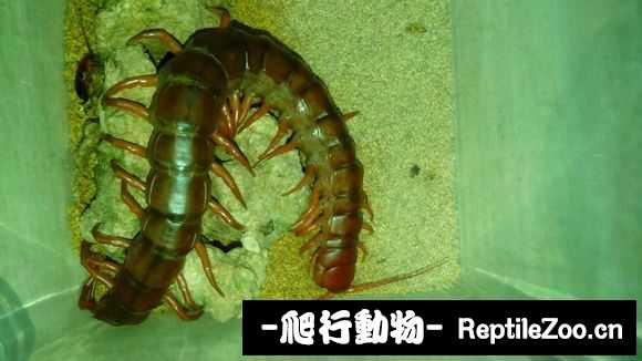 display_picture.php?url=http%3A%2F%2Fimgsa.baidu.com%2Fforum%2Fw%253D580%2Fsign%3D5bf719c0ea50352ab16125006343fb1a%2Fd55133dfa9ec8a1302234197f403918fa0ecc00d.jpg