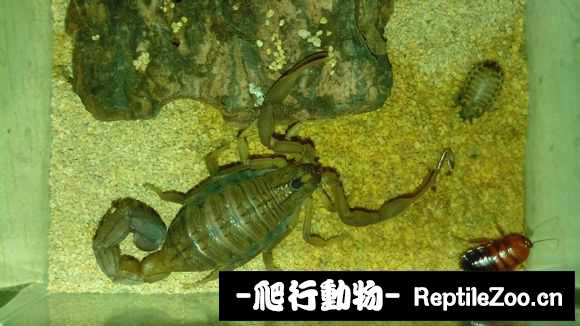 display_picture.php?url=http%3A%2F%2Fimgsa.baidu.com%2Fforum%2Fw%253D580%2Fsign%3D2c6bae1397eef01f4d1418cdd0ff99e0%2Fb8facb50352ac65c88dc7104f8f2b21192138a6d.jpg