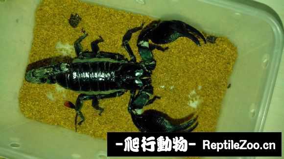 display_picture.php?url=http%3A%2F%2Fimgsa.baidu.com%2Fforum%2Fw%253D580%2Fsign%3Da0c0da5e8518367aad897fd51e728b68%2F99a88f6eddc451da915a1b9cb5fd5266d1163291.jpg