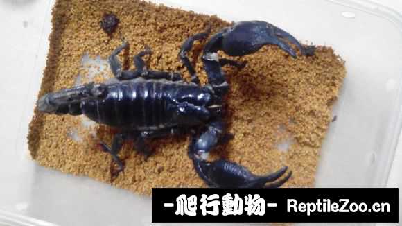 display_picture.php?url=http%3A%2F%2Fimgsa.baidu.com%2Fforum%2Fw%253D580%2Fsign%3Db288c983b44543a9f51bfac42e168a7b%2Ff0f66510b912c8fcc25fe1baff039245d7882191.jpg