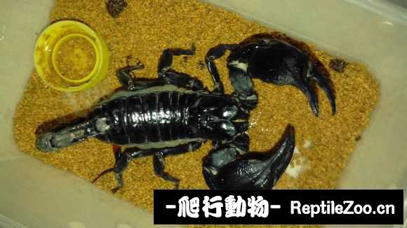 display_picture.php?url=http%3A%2F%2Fimgsa.baidu.com%2Fforum%2Fw%253D580%2Fsign%3D9d5e97569013b07ebdbd50003cd69113%2F13f282ec08fa513d403b7ca93e6d55fbb3fbd9b5.jpg
