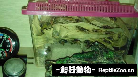 display_picture.php?url=http%3A%2F%2Fimgsa.baidu.com%2Fforum%2Fw%253D580%2Fsign%3D1451b7a9f31f3a295ac8d5c6a925bce3%2F6b2d172ac65c1038cb46d8b5b1119313b07e890e.jpg