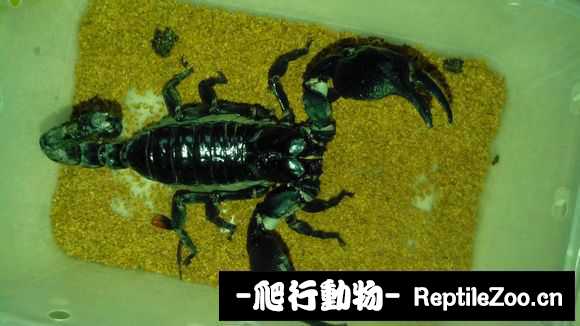 display_picture.php?url=http%3A%2F%2Fimgsa.baidu.com%2Fforum%2Fw%253D580%2Fsign%3Da4e61b55b01bb0518f24b320067bda77%2Fff63f01b0ef41bd5a0ffff8352da81cb38db3d91.jpg