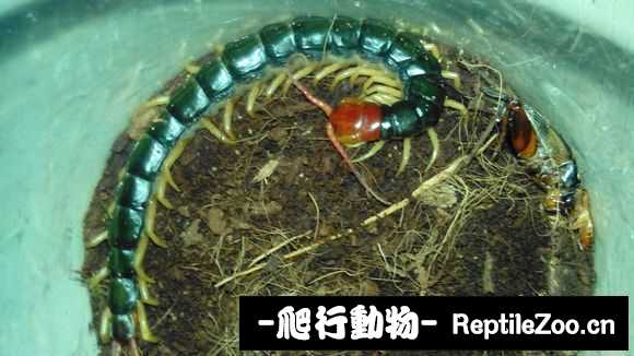 display_picture.php?url=http%3A%2F%2Fimgsa.baidu.com%2Fforum%2Fw%253D580%2Fsign%3D8afcf46d6359252da3171d0c049b032c%2Faa453d30e924b899fa046f4f6d061d950a7bf60e.jpg