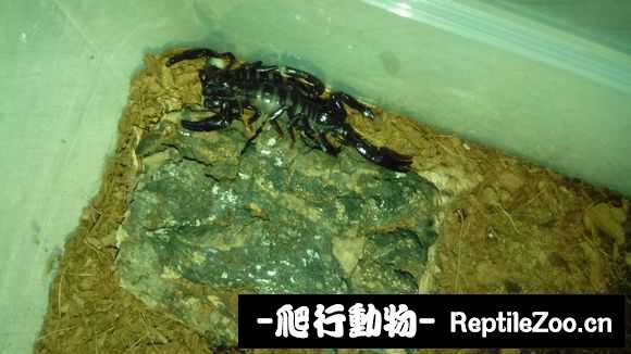 display_picture.php?url=http%3A%2F%2Fimgsa.baidu.com%2Fforum%2Fw%253D580%2Fsign%3D07b22bb093529822053339cbe7cb7b3b%2Ff1f08b773912b31bf1c0da5e8518367adbb4e192.jpg