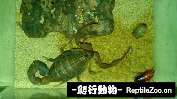display_picture.php?url=http%3A%2F%2Fimgsa.baidu.com%2Fforum%2Fw%253D580%2Fsign%3D0e0ad25839292df597c3ac1d8c305ce2%2Fb757e45c10385343611690569013b07ecb80886d.jpg