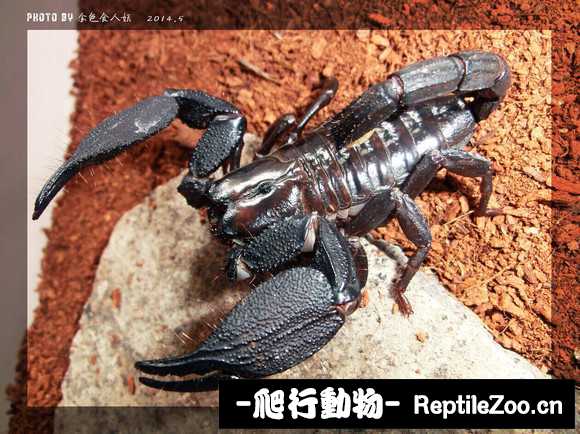 display_picture.php?url=http%3A%2F%2Fimgsa.baidu.com%2Fforum%2Fw%253D580%2Fsign%3D9a6200fca486c91708035231f93c70c6%2F3b45b9504fc2d5628a9d34e9e41190ef77c66c9e.jpg