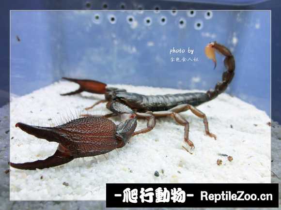 display_picture.php?url=http%3A%2F%2Fimgsa.baidu.com%2Fforum%2Fw%253D580%2Fsign%3Dd1b9a3bf4410b912bfc1f6f6f3fcfcb5%2F2d2cd1deb48f8c548846212b39292df5e1fe7f9e.jpg