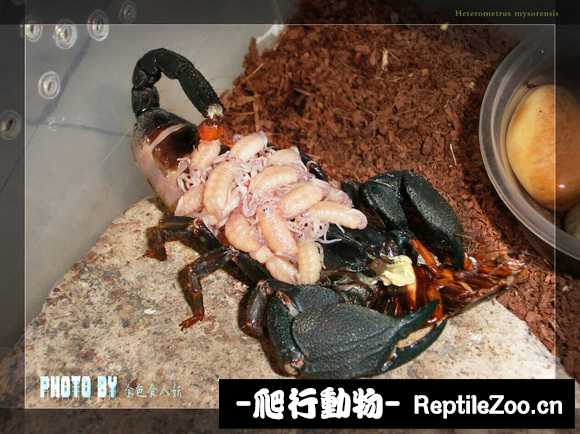 display_picture.php?url=http%3A%2F%2Fimgsa.baidu.com%2Fforum%2Fw%253D580%2Fsign%3D879529e8d200baa1ba2c47b37711b9b1%2F2592ec1b9d16fdfab7f922eab78f8c5495ee7b9e.jpg