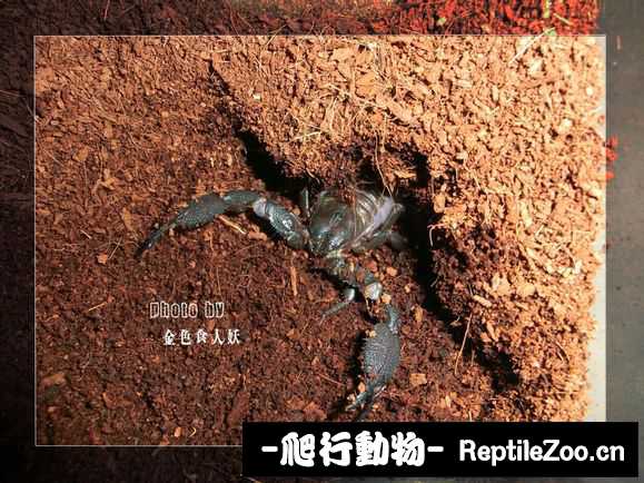 display_picture.php?url=http%3A%2F%2Fimgsa.baidu.com%2Fforum%2Fw%253D580%2Fsign%3Ddbbfae0a6409c93d07f20effaf3cf8bb%2F571fa735e5dde7118247a7f2a4efce1b9c16619e.jpg