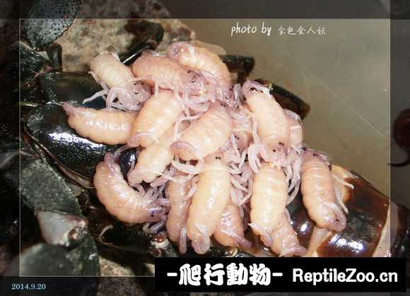display_picture.php?url=http%3A%2F%2Fimgsa.baidu.com%2Fforum%2Fw%253D580%2Fsign%3D2c6f4e09fbdcd100cd9cf829428a47be%2Ff4bb85efce1b9d16ea527e65f0deb48f8d54649e.jpg