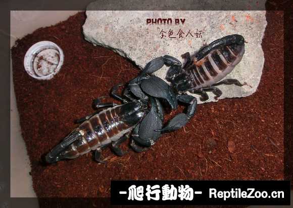 display_picture.php?url=http%3A%2F%2Fimgsa.baidu.com%2Fforum%2Fw%253D580%2Fsign%3D6667eaf39c3df8dca63d8f99fd1072bf%2F129254c6a7efce1b8bbe2cceac51f3deb58f659e.jpg