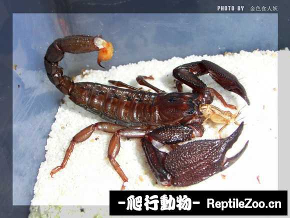 display_picture.php?url=http%3A%2F%2Fimgsa.baidu.com%2Fforum%2Fw%253D580%2Fsign%3Dc16076b2ca177f3e1034fc0540ce3bb9%2F192d6dc2d5628535f575362593ef76c6a6ef639e.jpg