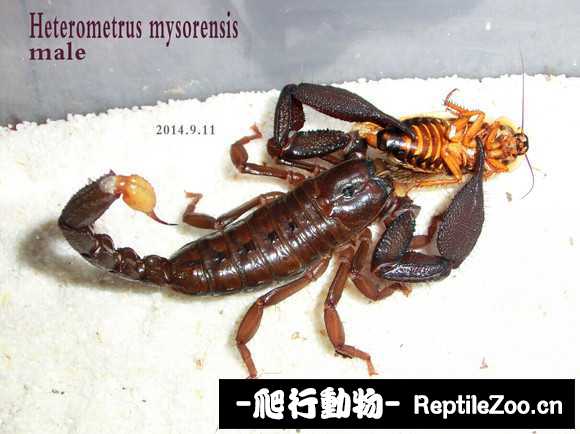 display_picture.php?url=http%3A%2F%2Fimgsa.baidu.com%2Fforum%2Fw%253D580%2Fsign%3Db62e18237c3e6709be0045f70bc69fb8%2Fcdbff7628535e5ddf6b941db75c6a7efcf1b629e.jpg