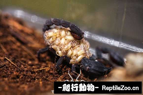 display_picture.php?url=http%3A%2F%2Fimgsa.baidu.com%2Fforum%2Fw%253D580%2Fsign%3D411d80ad9d504fc2a25fb00dd5dce7f0%2Fd372fbf9d72a60594b1eedbf2e34349b023bba82.jpg