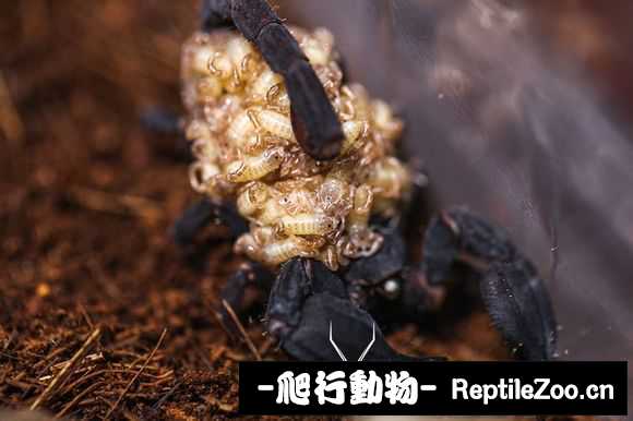 display_picture.php?url=http%3A%2F%2Fimgsa.baidu.com%2Fforum%2Fw%253D580%2Fsign%3D5be216bbbf389b5038ffe05ab534e5f1%2F9831730fd9f9d72a0d6a1cb8d22a2834359bbb82.jpg