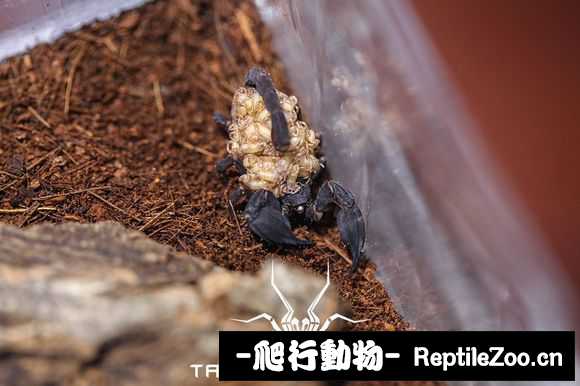 display_picture.php?url=http%3A%2F%2Fimgsa.baidu.com%2Fforum%2Fw%253D580%2Fsign%3D38d40f44292eb938ec6d7afae56385fe%2F6985384c510fd9f9bb1959cc232dd42a2934a482.jpg