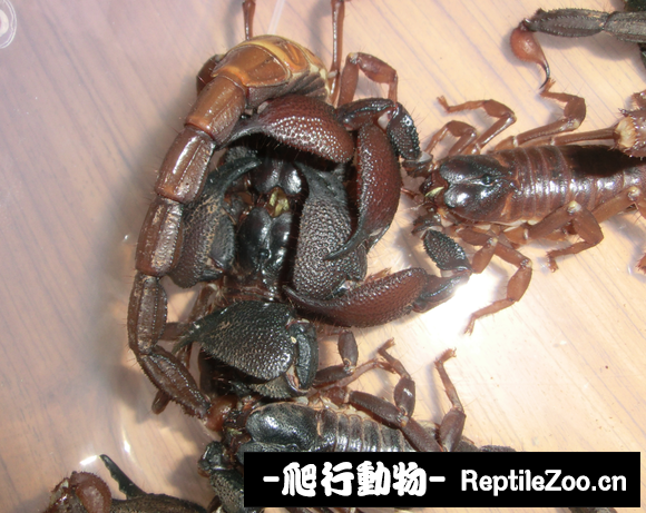 display_picture.php?url=http%3A%2F%2Fimgsa.baidu.com%2Fforum%2Fw%253D580%2Fsign%3D060d9e1d982f07085f052a08d925b865%2F1556f60735fae6cdfa52273309b30f2443a70f7f.jpg