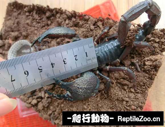 display_picture.php?url=http%3A%2F%2Fimgsa.baidu.com%2Fforum%2Fw%253D580%2Fsign%3Df8da18e981d6277fe912323018391f63%2F8b598918972bd4074a215faf7d899e510eb3097f.jpg