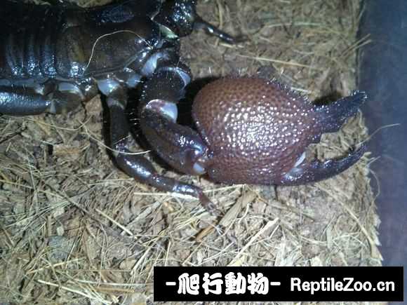 display_picture.php?url=http%3A%2F%2Fimgsa.baidu.com%2Fforum%2Fw%253D580%2Fsign%3D512d6d3a53fbb2fb342b581a7f4b2043%2Fc1d4a026cffc1e178241e9564c90f603728de95c.jpg