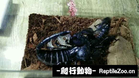 display_picture.php?url=http%3A%2F%2Fimgsa.baidu.com%2Fforum%2Fw%253D580%2Fsign%3Dcdfe3d549c25bc312b5d01906ede8de7%2Fd13ed9f2b21193135075172a60380cd790238df0.jpg