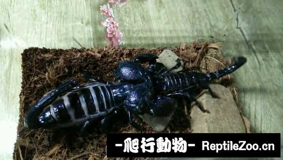 display_picture.php?url=http%3A%2F%2Fimgsa.baidu.com%2Fforum%2Fw%253D580%2Fsign%3D23ce7ceea8345982c58ae59a3cf5310b%2F308661166d224f4a94b79b890cf790529922d1f8.jpg