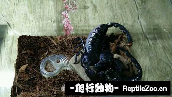 display_picture.php?url=http%3A%2F%2Fimgsa.baidu.com%2Fforum%2Fw%253D580%2Fsign%3D4a376c9f36fa828bd1239debcd1e41cd%2F21b15ed98d1001e9cf08fc95bd0e7bec55e797f6.jpg