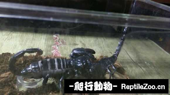 display_picture.php?url=http%3A%2F%2Fimgsa.baidu.com%2Fforum%2Fw%253D580%2Fsign%3D78457ab4add3fd1f3609a232004f25ce%2F83941b01213fb80e8122884d33d12f2eb8389433.jpg