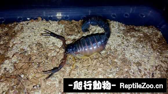 display_picture.php?url=http%3A%2F%2Fimgsa.baidu.com%2Fforum%2Fw%253D580%2Fsign%3Df94045d5540fd9f9a0175561152cd42b%2Fa502bc2f070828380d88b6bdbd99a9014d08f10b.jpg