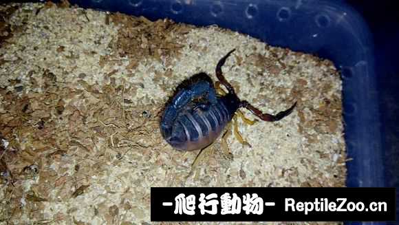 display_picture.php?url=http%3A%2F%2Fimgsa.baidu.com%2Fforum%2Fw%253D580%2Fsign%3D7781f3362bdda3cc0be4b82831e83905%2F8e8ef5ca7bcb0a46cea8e1906e63f6246a60af0a.jpg