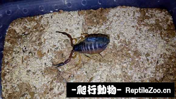 display_picture.php?url=http%3A%2F%2Fimgsa.baidu.com%2Fforum%2Fw%253D580%2Fsign%3Df678645e9a3df8dca63d8f99fd1072bf%2F129254c6a7efce1b1ba1a263aa51f3deb58f650a.jpg