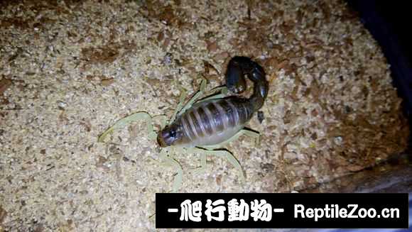 display_picture.php?url=http%3A%2F%2Fimgsa.baidu.com%2Fforum%2Fw%253D580%2Fsign%3D037a8afb8035e5dd902ca5d746c7a7f5%2Fe224072dd42a283478235ca25eb5c9ea14cebf0b.jpg