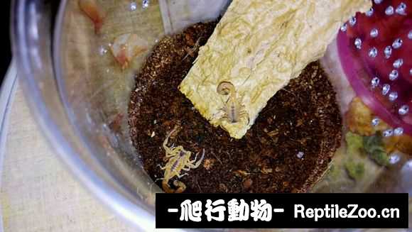 display_picture.php?url=http%3A%2F%2Fimgsa.baidu.com%2Fforum%2Fw%253D580%2Fsign%3Ddea7f74af81f4134e0370576151e95c1%2Fbb7c033fb80e7bec2c5e69482a2eb9389a506b14.jpg