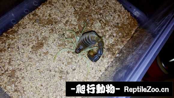 display_picture.php?url=http%3A%2F%2Fimgsa.baidu.com%2Fforum%2Fw%253D580%2Fsign%3Dfeb4b6bdbd99a9013b355b3e2d940a58%2F1c2c2db30f2442a738b7970cd443ad4bd013025f.jpg