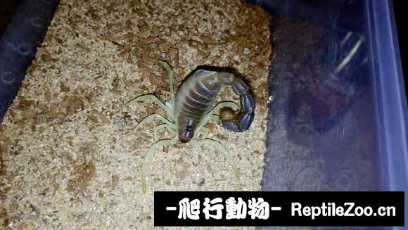 display_picture.php?url=http%3A%2F%2Fimgsa.baidu.com%2Fforum%2Fw%253D580%2Fsign%3D99a8cc8ab57eca80120539efa1229712%2F22912afa513d2697725762f450fbb2fb4216d814.jpg