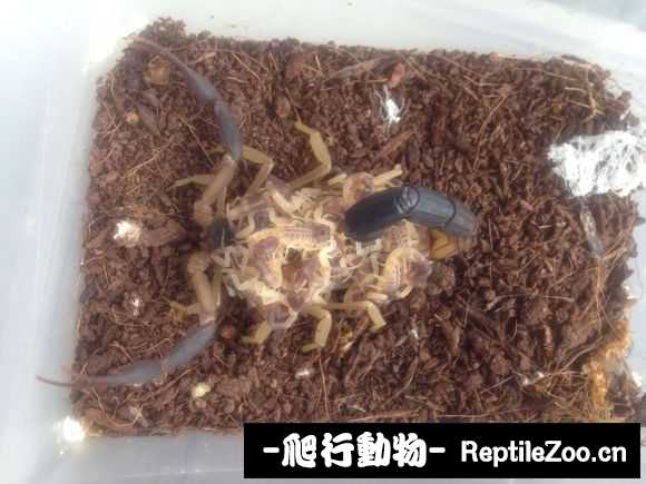 display_picture.php?url=http%3A%2F%2Fimgsa.baidu.com%2Fforum%2Fw%253D580%2Fsign%3D0bb48d948318367aad897fd51e728b68%2F99a88f6eddc451da3a2e4c56b3fd5266d1163234.jpg