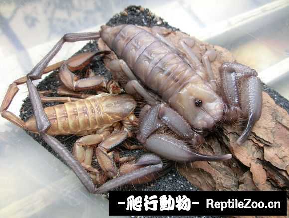 display_picture.php?url=http%3A%2F%2Fimgsa.baidu.com%2Fforum%2Fw%253D580%2Fsign%3D41a4a7532a2eb938ec6d7afae56385fe%2F6985384c510fd9f9c269f1db202dd42a2934a487.jpg