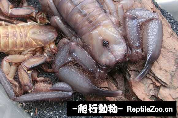 display_picture.php?url=http%3A%2F%2Fimgsa.baidu.com%2Fforum%2Fw%253D580%2Fsign%3De4799e310a2442a7ae0efdade142ad95%2F00f6841ea8d3fd1f3b1c0688354e251f94ca5fec.jpg