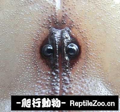 display_picture.php?url=http%3A%2F%2Fimgsa.baidu.com%2Fforum%2Fw%253D580%2Fsign%3D2d92b6fd9b2f07085f052a08d925b865%2F1556f60735fae6cdd1cd0fd30ab30f2443a70f80.jpg