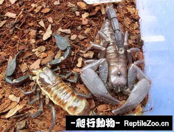 display_picture.php?url=http%3A%2F%2Fimgsa.baidu.com%2Fforum%2Fw%253D580%2Fsign%3Ddd5a9848d8c451daf6f60ce386fc52a5%2Fcb292b23dd54564e54d7e42fb6de9c82d0584ff7.jpg