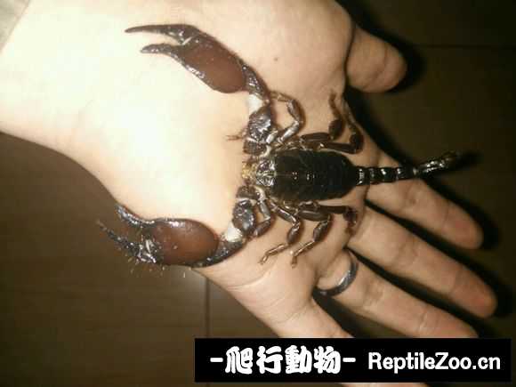 display_picture.php?url=http%3A%2F%2Fimgsa.baidu.com%2Fforum%2Fw%253D580%2Fsign%3D73505ee4e5fe9925cb0c695804a95ee4%2F92457143fbf2b211da6ac36fcf8065380dd78ecc.jpg