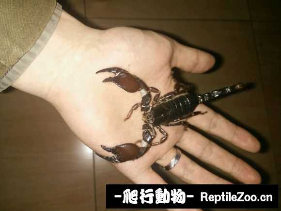display_picture.php?url=http%3A%2F%2Fimgsa.baidu.com%2Fforum%2Fw%253D580%2Fsign%3D0bd53401bc12c8fcb4f3f6c5cc0392b4%2F71a3968f8c5494ee8941493828f5e0fe99257e29.jpg