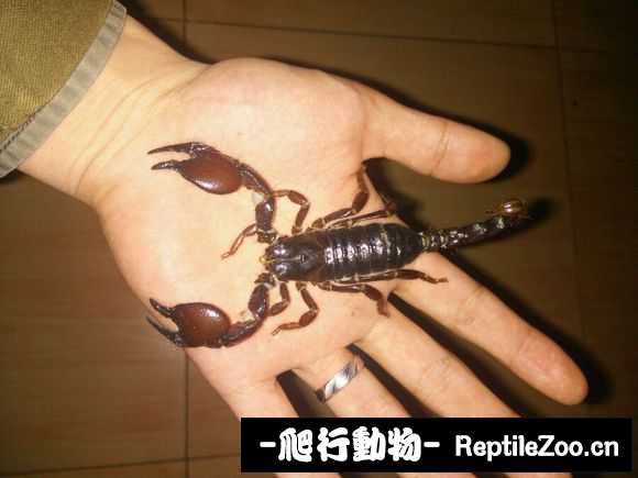 display_picture.php?url=http%3A%2F%2Fimgsa.baidu.com%2Fforum%2Fw%253D580%2Fsign%3Dda59f2da3cdbb6fd255be52e3925aba6%2Fd433b058d109b3de1701a249c9bf6c81810a4cd6.jpg
